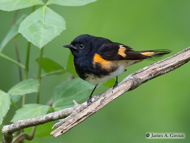 American Redstart